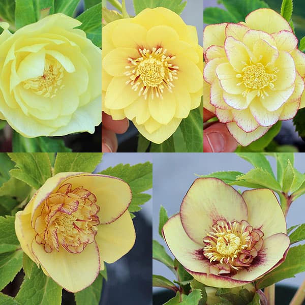 楽天市場】クリスマスローズ 広瀬園芸 ソレイユ ダブル 0213-006 現品