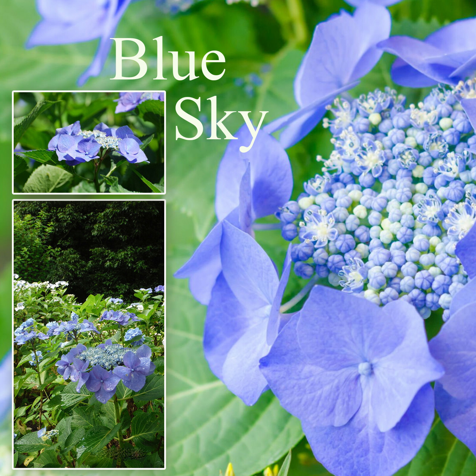 楽天市場】西洋アジサイ 苗 【 ブルースカイ 】4号鉢(12cmポット)苗