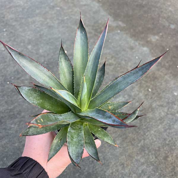 楽天市場】【送料無料】アガベ オバティフォリア フロスティブルー