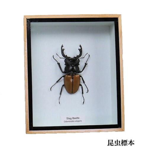 楽天市場】【宅配便送料無料】昆虫の標本 ヒラタクワガタ Dorcus