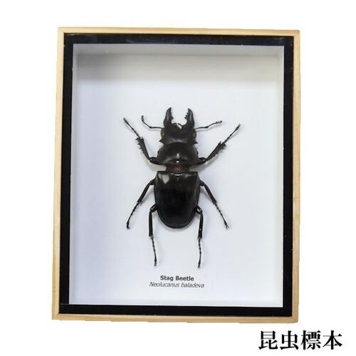楽天市場】昆虫の標本 バラデバ マルバネクワガタ neolucanus baladeva