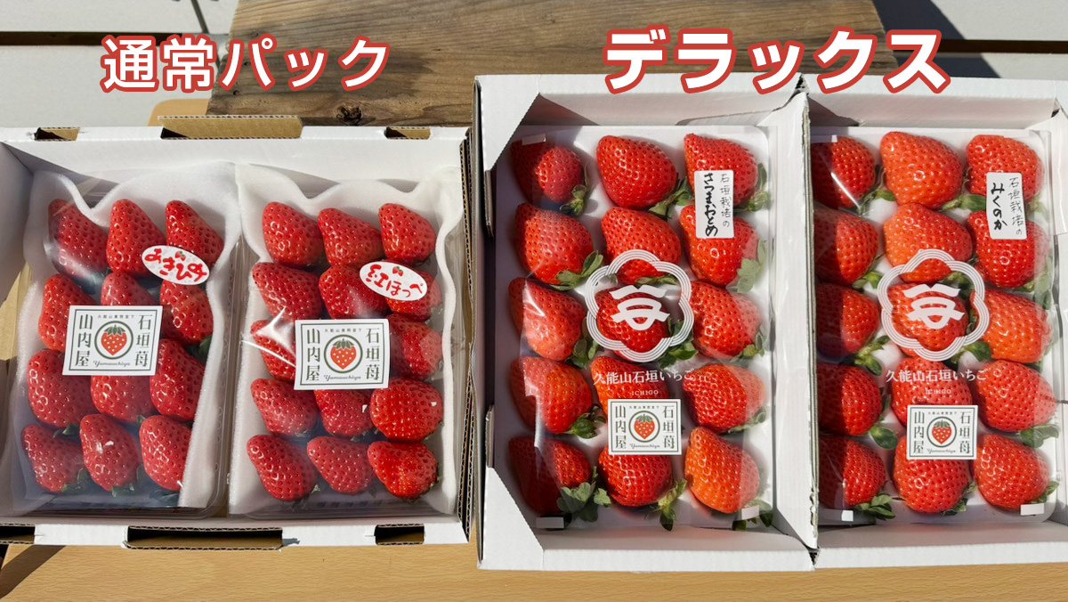 いちごの大きさ比較（通常・デラックス） | いちごの山内屋直販サイト