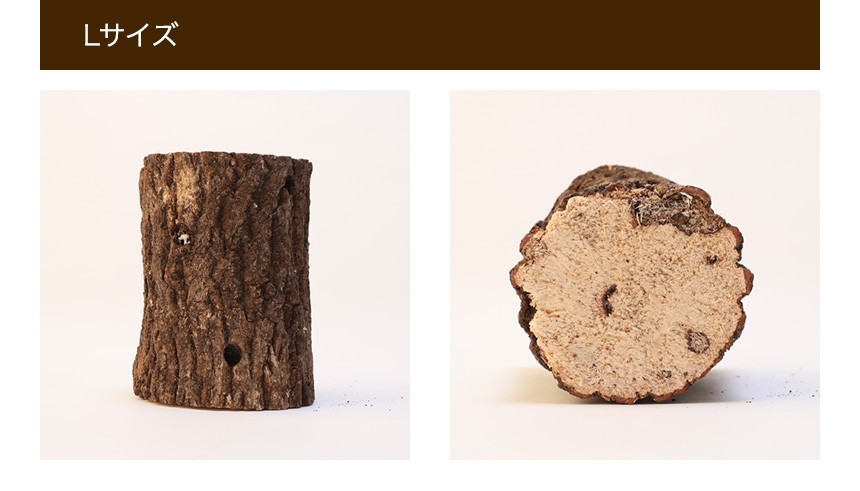 Lサイズ × 5本 クヌギ 土埋め レイシ (霊芝) 産卵材 柔らか仕上げ！ L