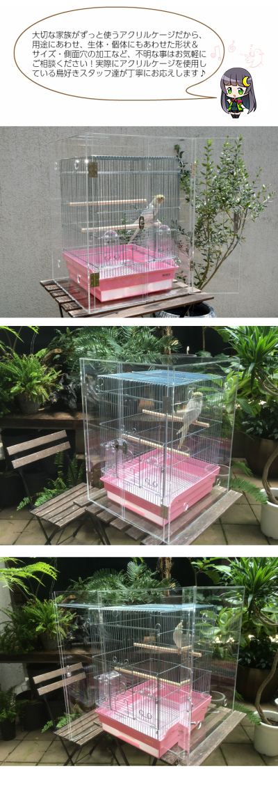 プレミアム】W500×H500×D485 アクリルバードケージ [ワイドタイプ