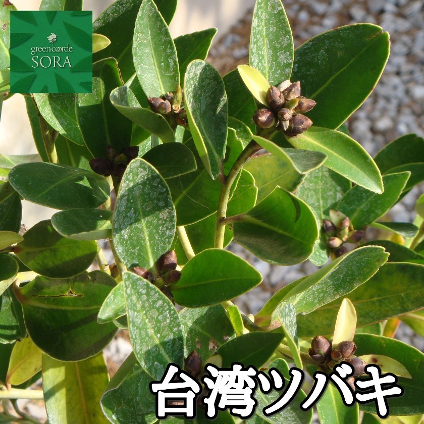 アセビ H400〜600mm 鉢底より 植木 苗 : SORA - 通販 - Yahoo