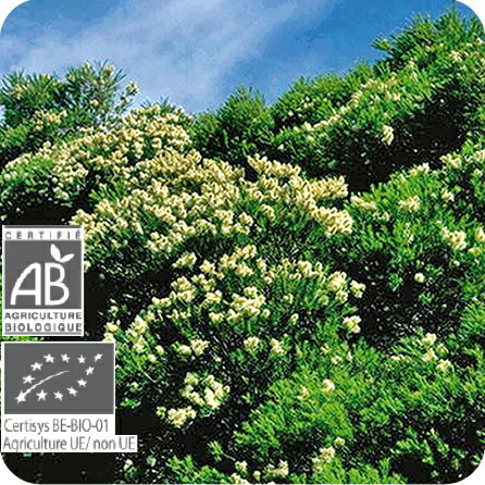 プラナロム（PRANAROM） プラナロム【正規品】 ティートゥリー 10ml p