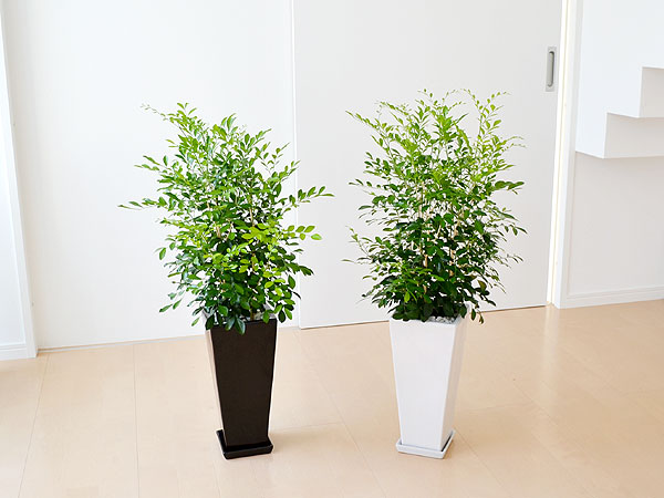 観葉植物 シルクジャスミン(ゲッキツ) ロングスクエア陶器鉢植え 7号