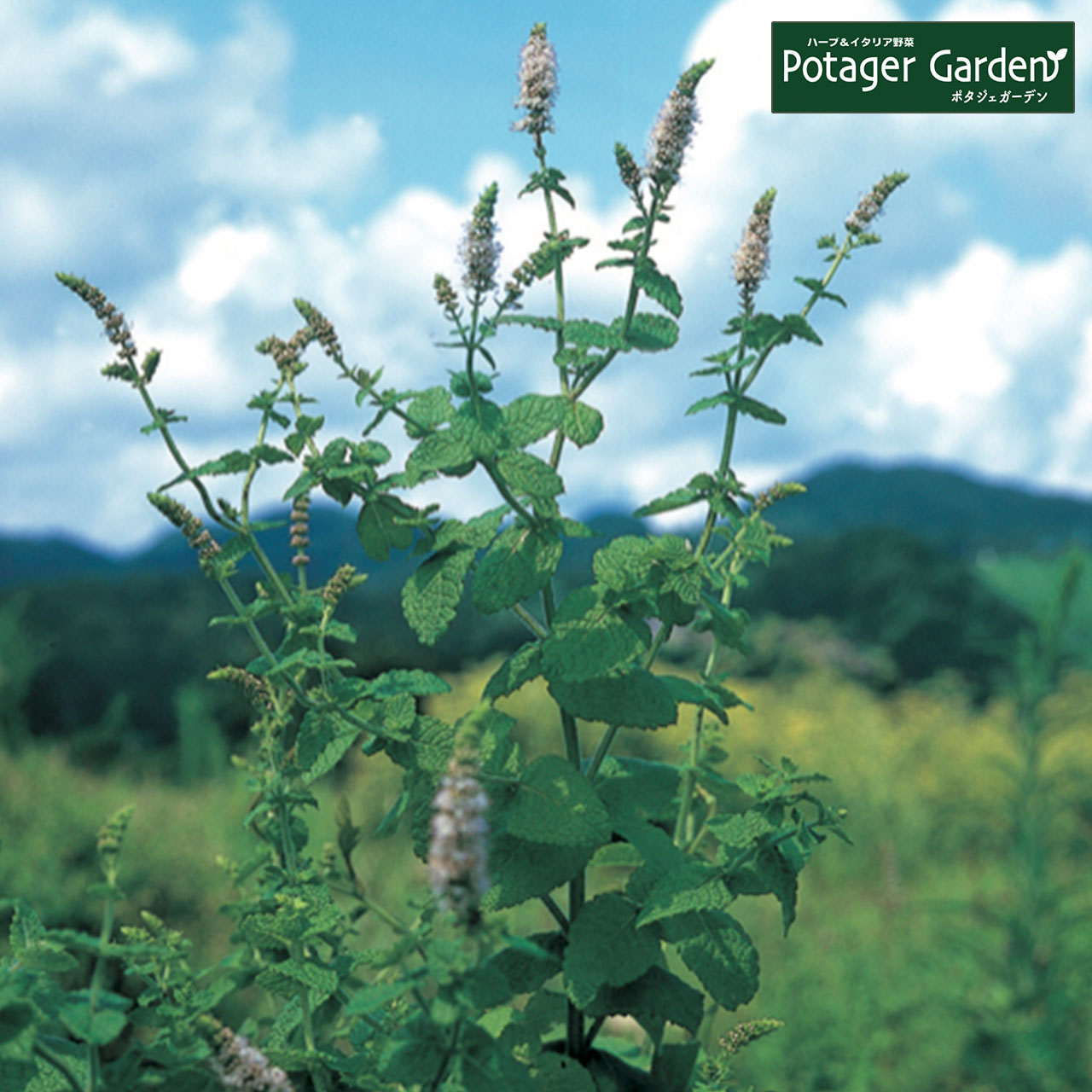 ハーブ 苗 アップルミント（種類 栽培 ハーブティー ハーブガーデン