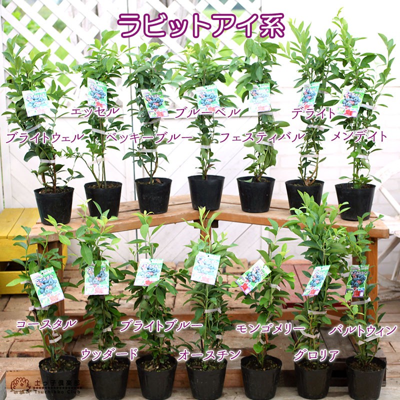 ブルーベリー 苗木 （ 3年生 ） 4.5号ポット苗 【 送料無料 】 2個