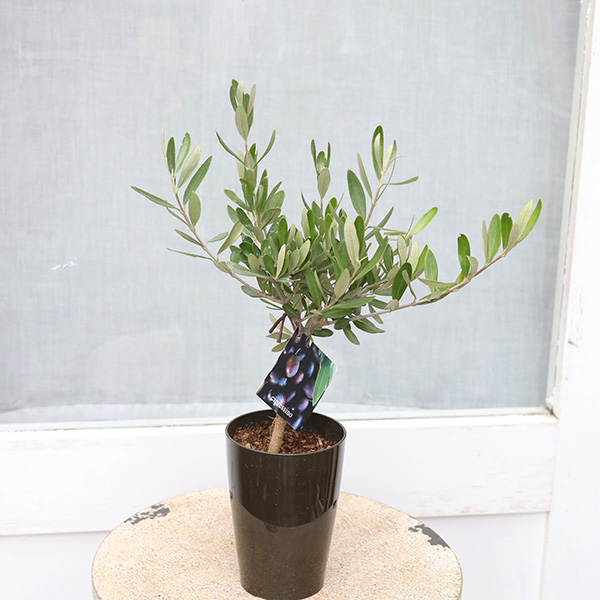 常緑苗木 オリーブ ミッション シプレッシーノ 3号 ソウジュ 創樹 庭木