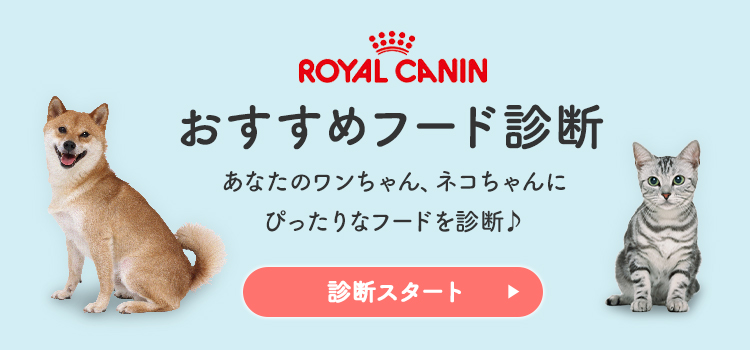 ロイヤルカナン（ROYAL CANIN） 犬 ミディアム アダルト 4Kg 成犬用