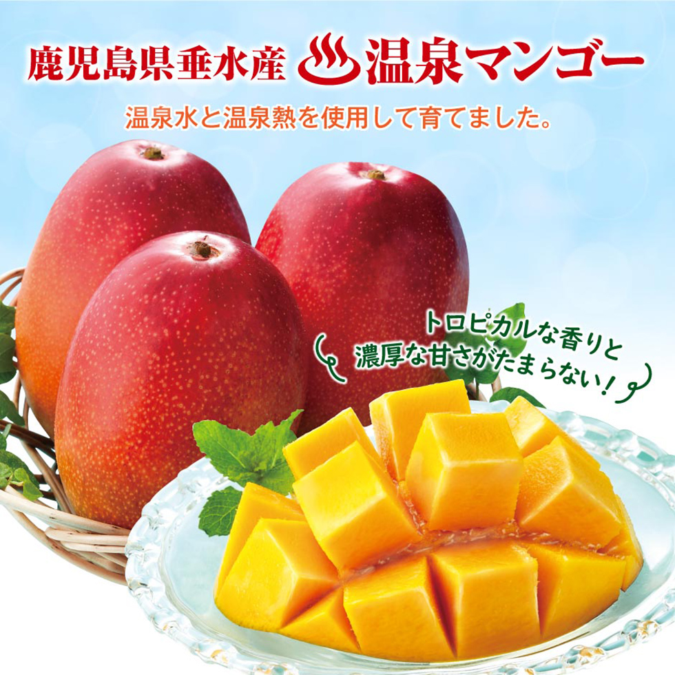 財宝 マンゴー お中元 ギフト 温泉マンゴー 秀品 1kg (2〜3玉) 鹿児島