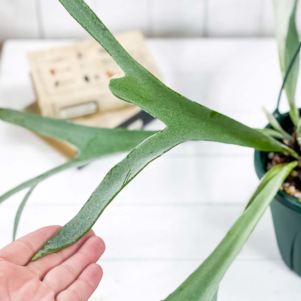 PLANCHU 観葉植物 プラティケリウム ヴィーチー 6号吊り鉢 育て方説明