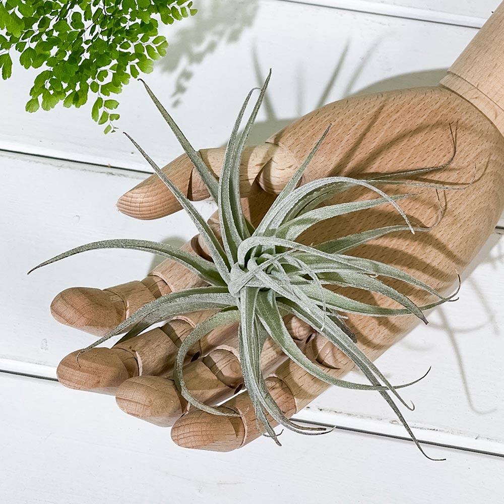 PLANCHU エアプランツ ティランジア レクルビフォリア サブセクンディ