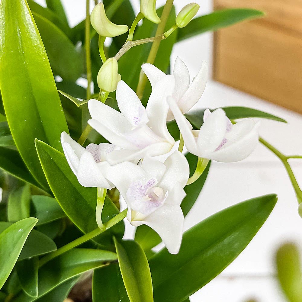 PLANCHU 洋ラン デンドロビウム キンギアナム スパークリングホワイト