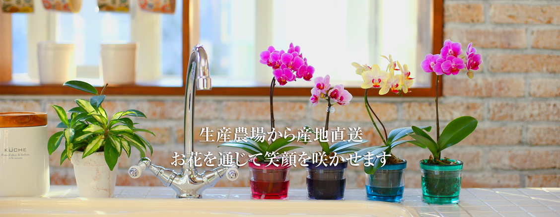 椎名洋ラン園 / TOPページ