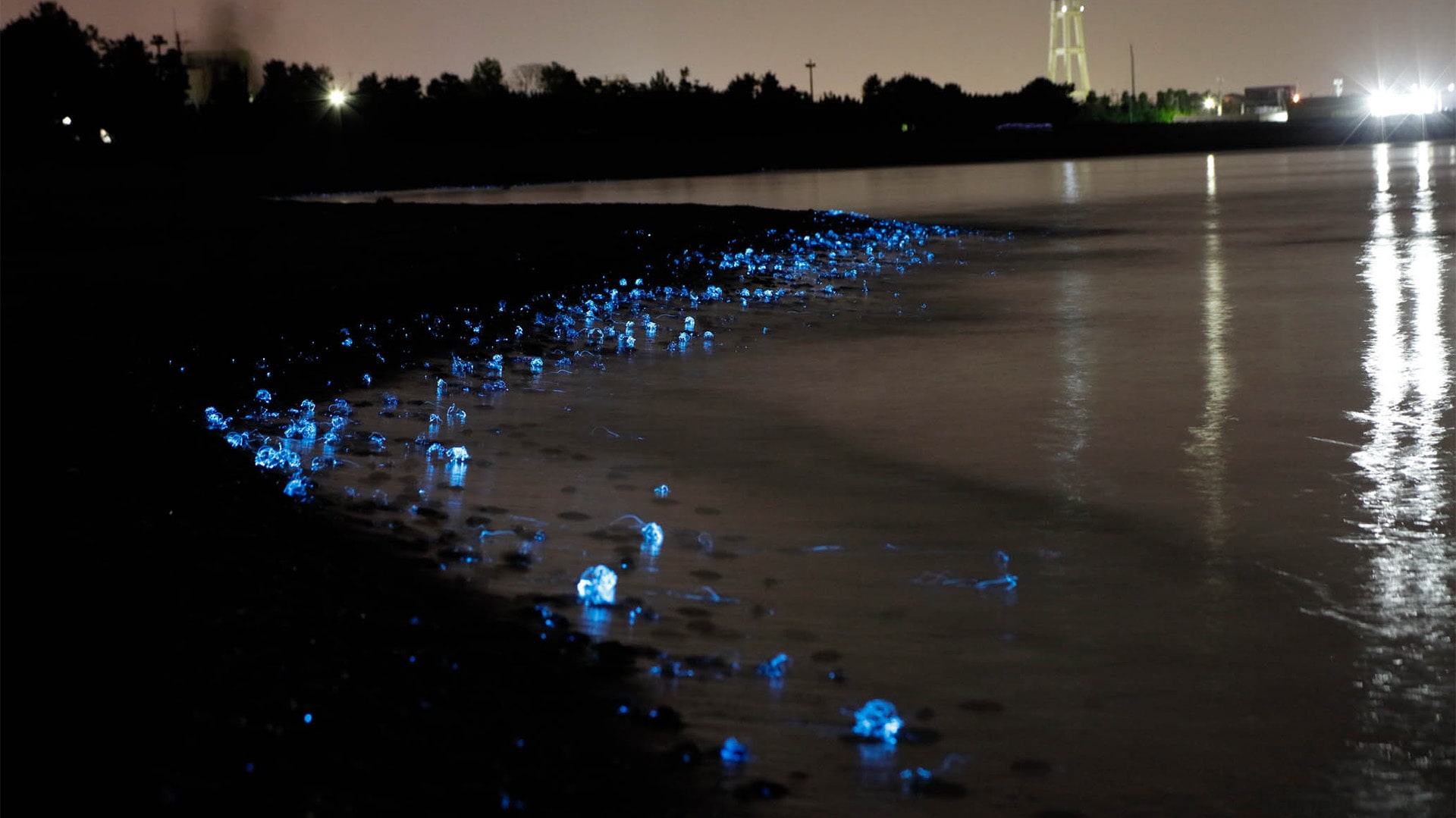 体験レポート付き！富山湾のホタルイカの身投げ＆ホタルイカすくい完全