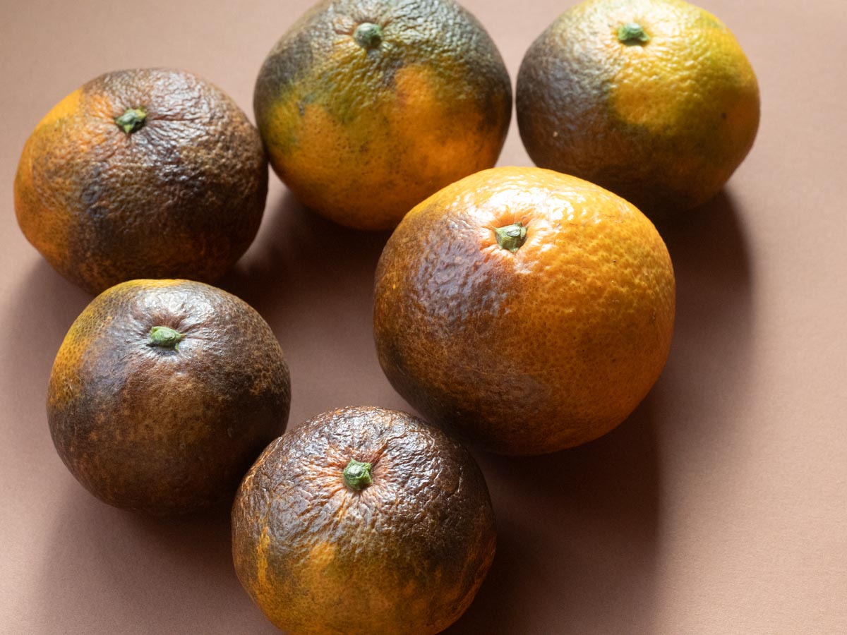 やけみかん 10kg | しまなみレモン