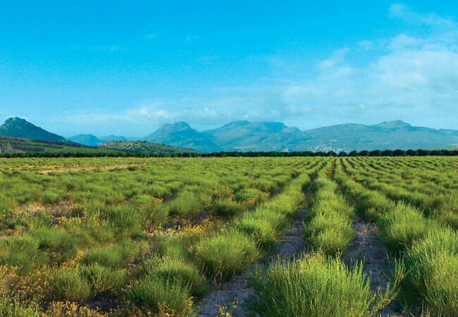 こだわりの味覚 – しまね有機ファーム株式会社