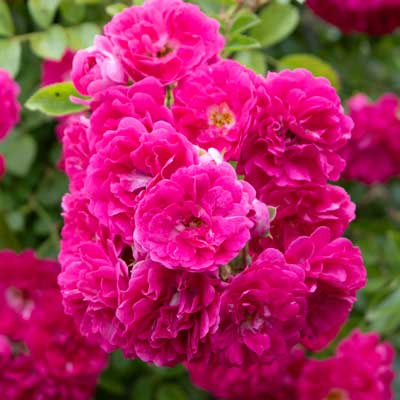 アルベリック バルビエ｜バラ苗の通販の篠宮バラ園