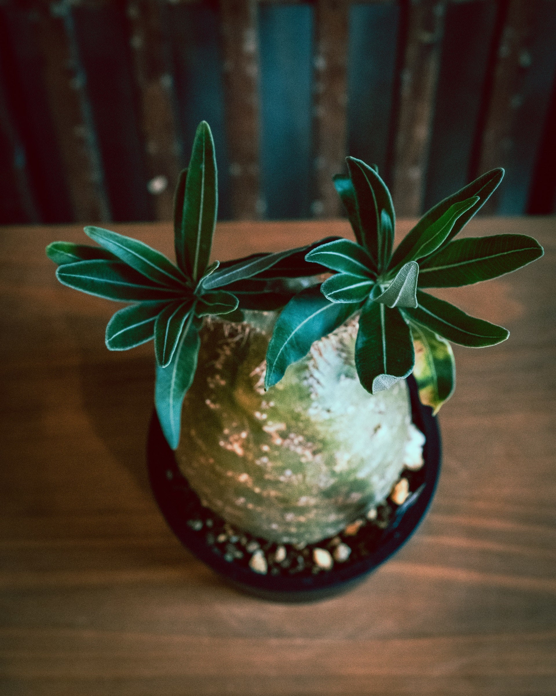 パキポディウムグラキリス 2枝丸 - SOIL HACK SOCIETY