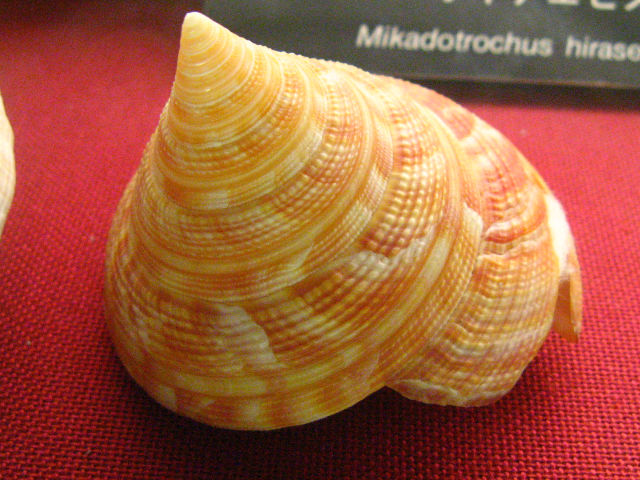 身近な貝殻図鑑：ベニオキナエビスガイ