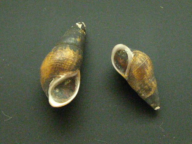身近な貝殻図鑑：カワニナ