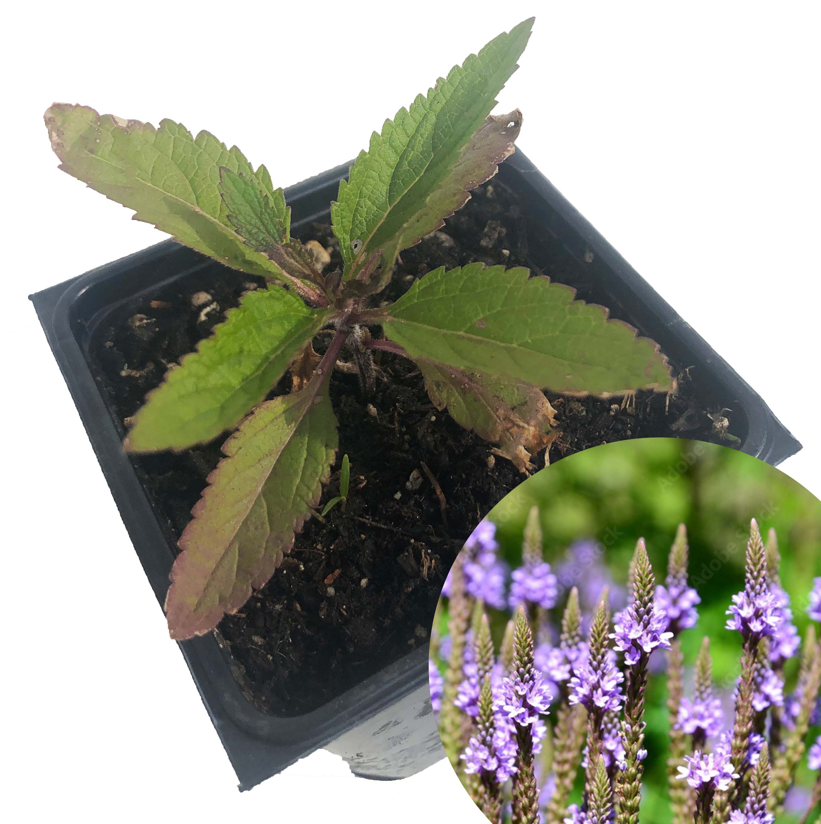 Organic Blue Vervain (Verbena hastata) – Smoke Camp Crafts