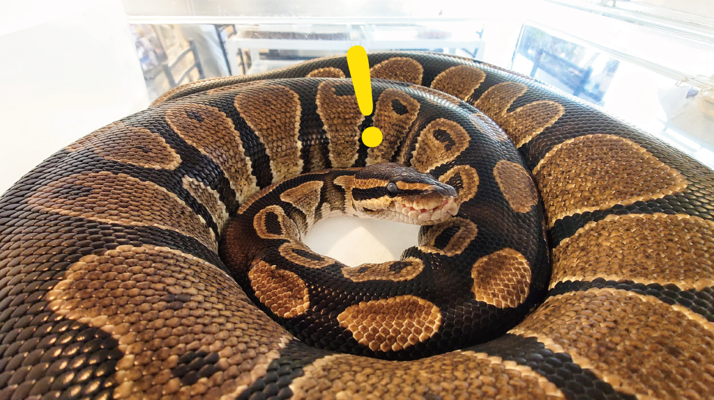 Food – 東京スネークセンター