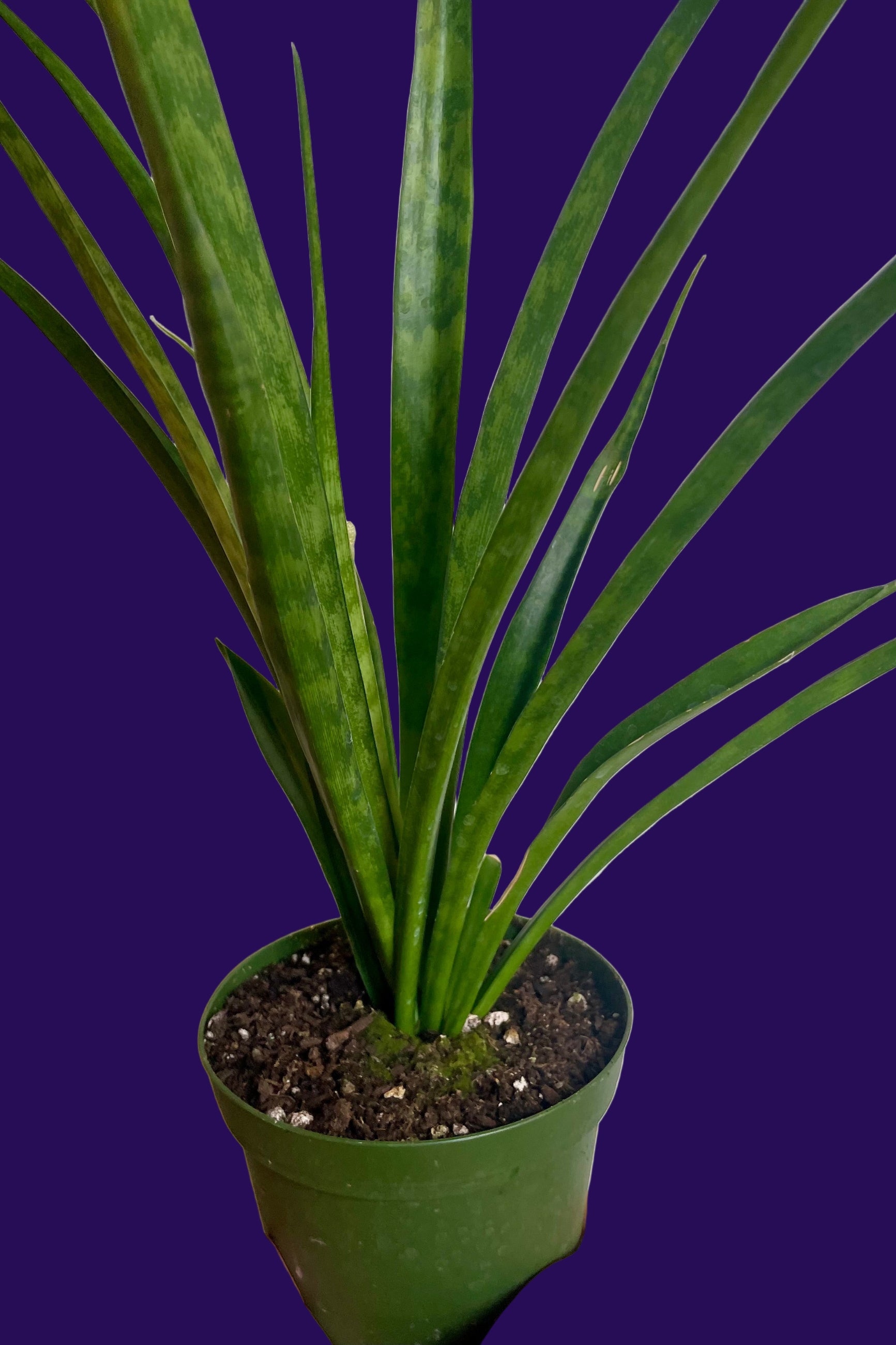 Sansevieria parva 