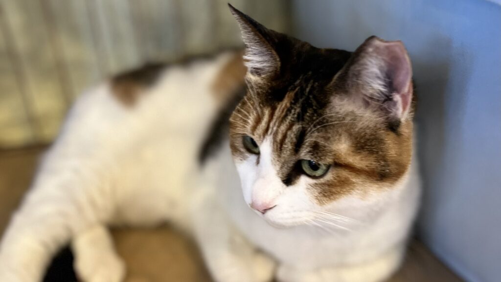 ねこちゃん紹介 | 寝屋川 ほごねこカフェ SU_NYAN（すーにゃん）