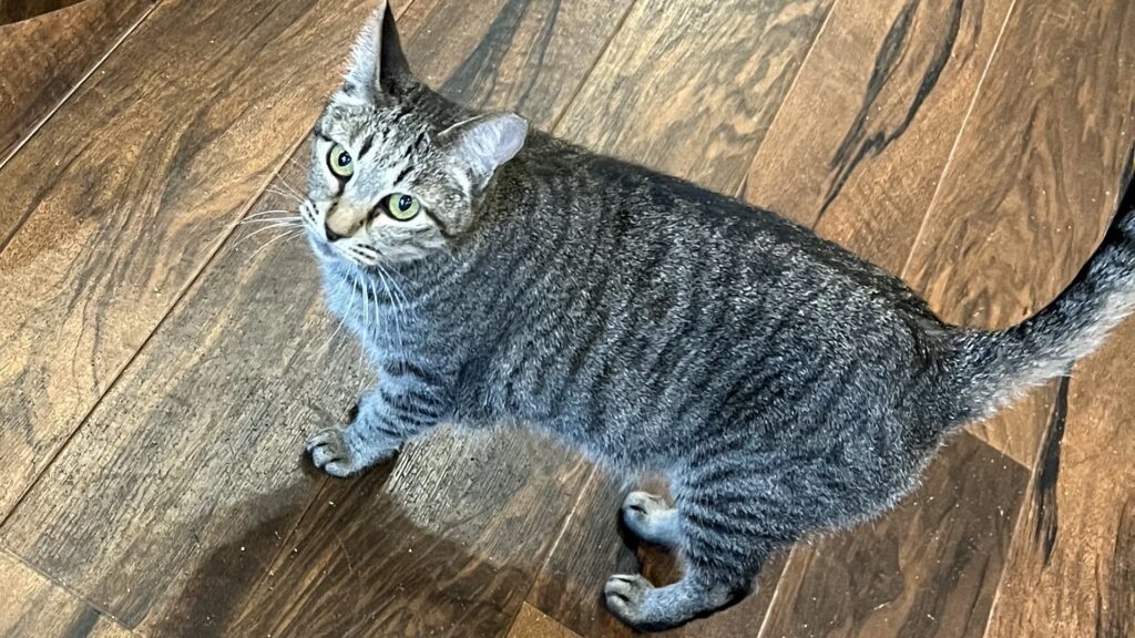 ねこちゃん紹介 | 寝屋川 ほごねこカフェ SU_NYAN（すーにゃん）