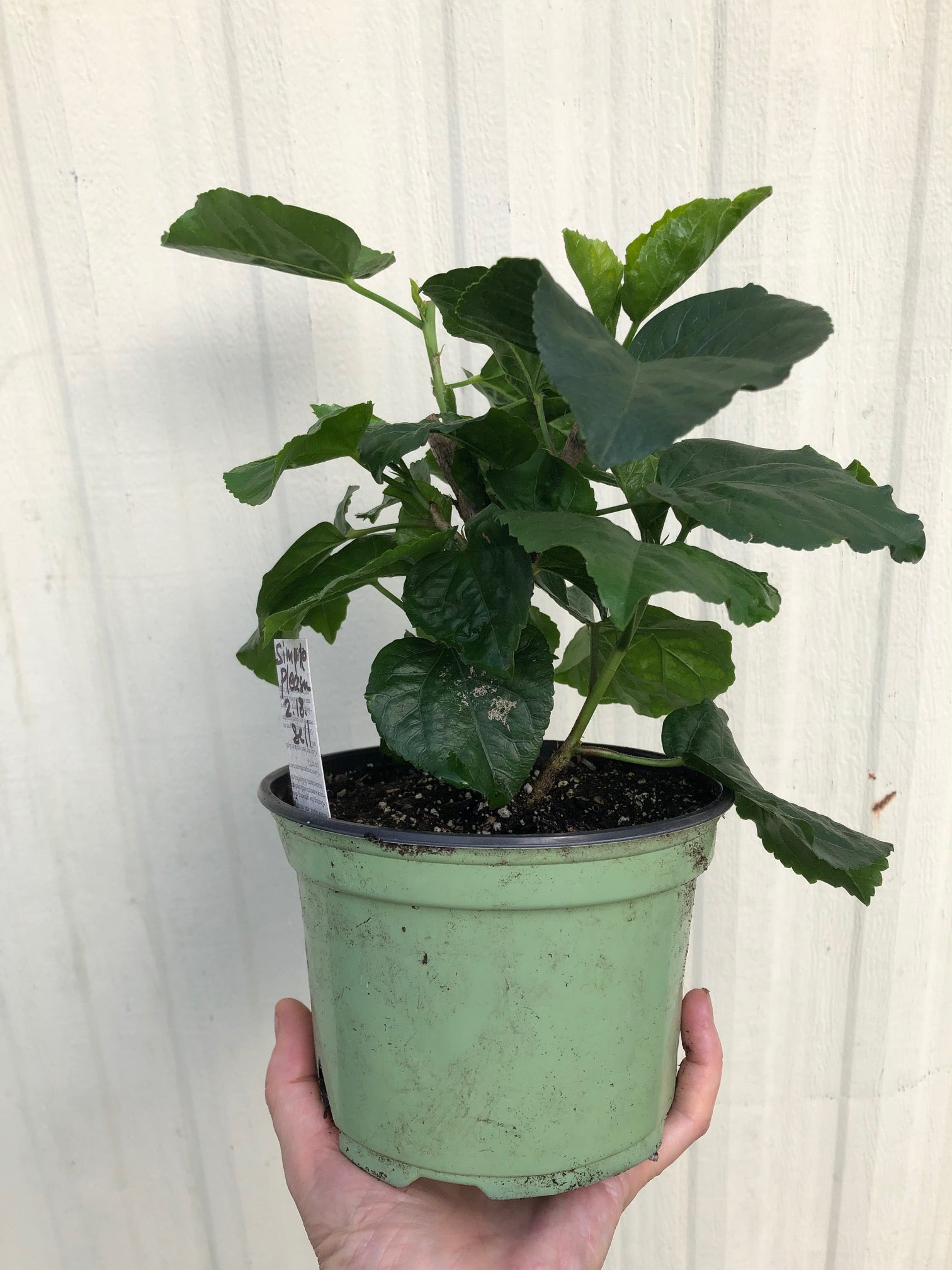 Tropical Hibiscus 'Simple Pleasure' - 6