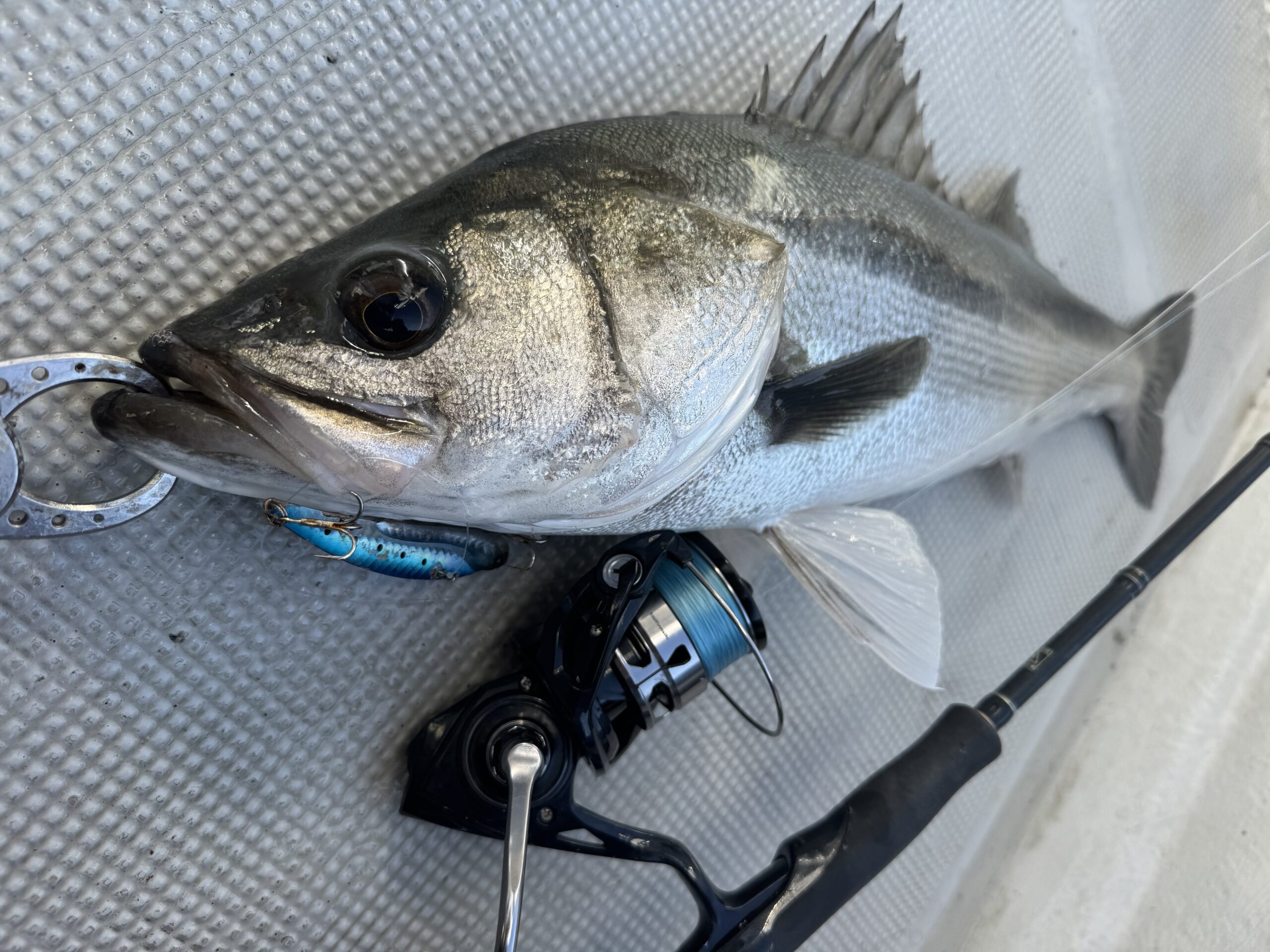 tailwalkのNEWスピニングDURIZEデビュー直前インプレ | 須江のブログ