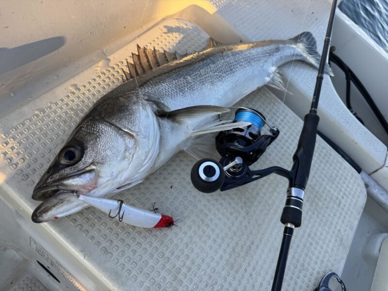 tailwalkのNEWスピニングDURIZEデビュー直前インプレ | 須江のブログ