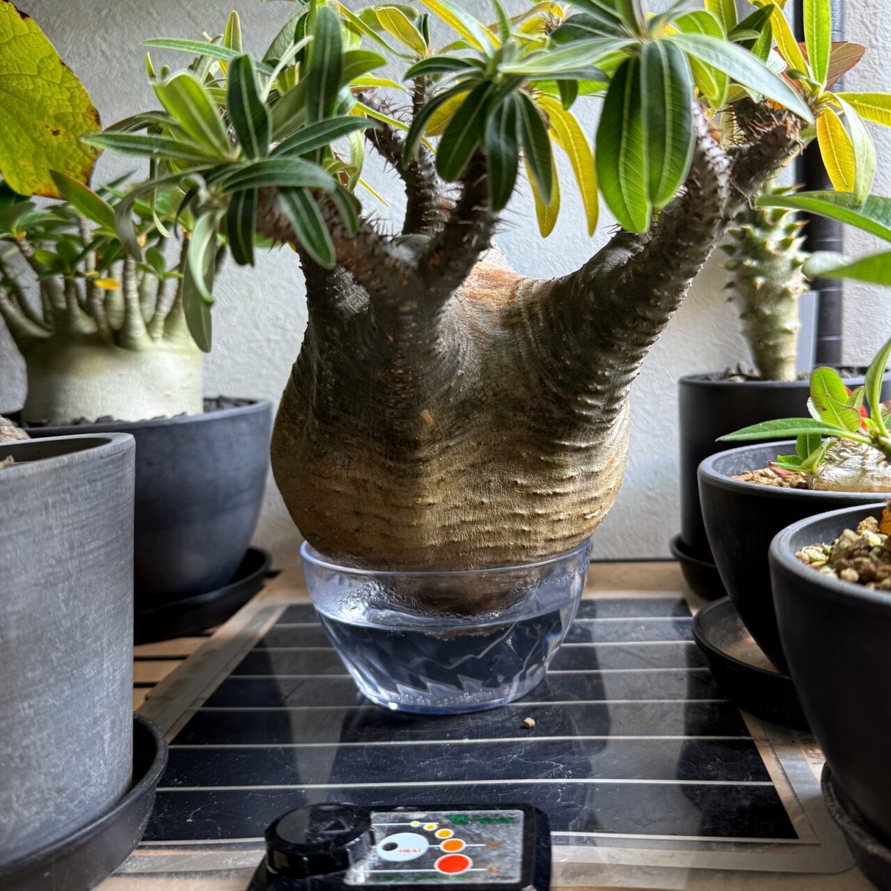 中型塊根植物 グラキリス 只今、 水耕管理中 多枝株 発根管理中の