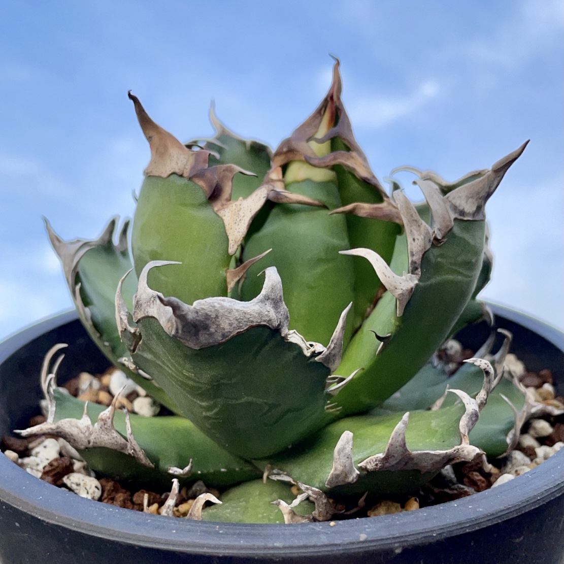 コレクション】アガベ チタノタ レッドキャットウィーズル ゴリ猫 裏棘