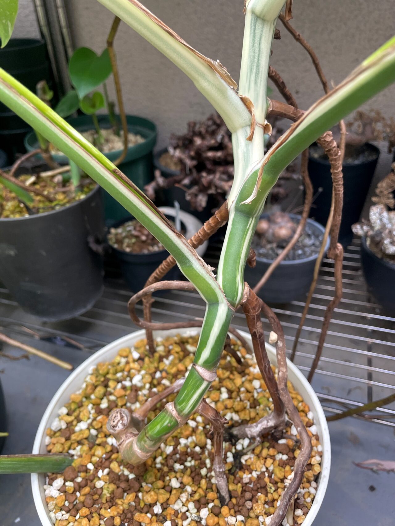 モンステラ ボルシギアナ ホワイトタイガー / 美しい斑入りの葉を