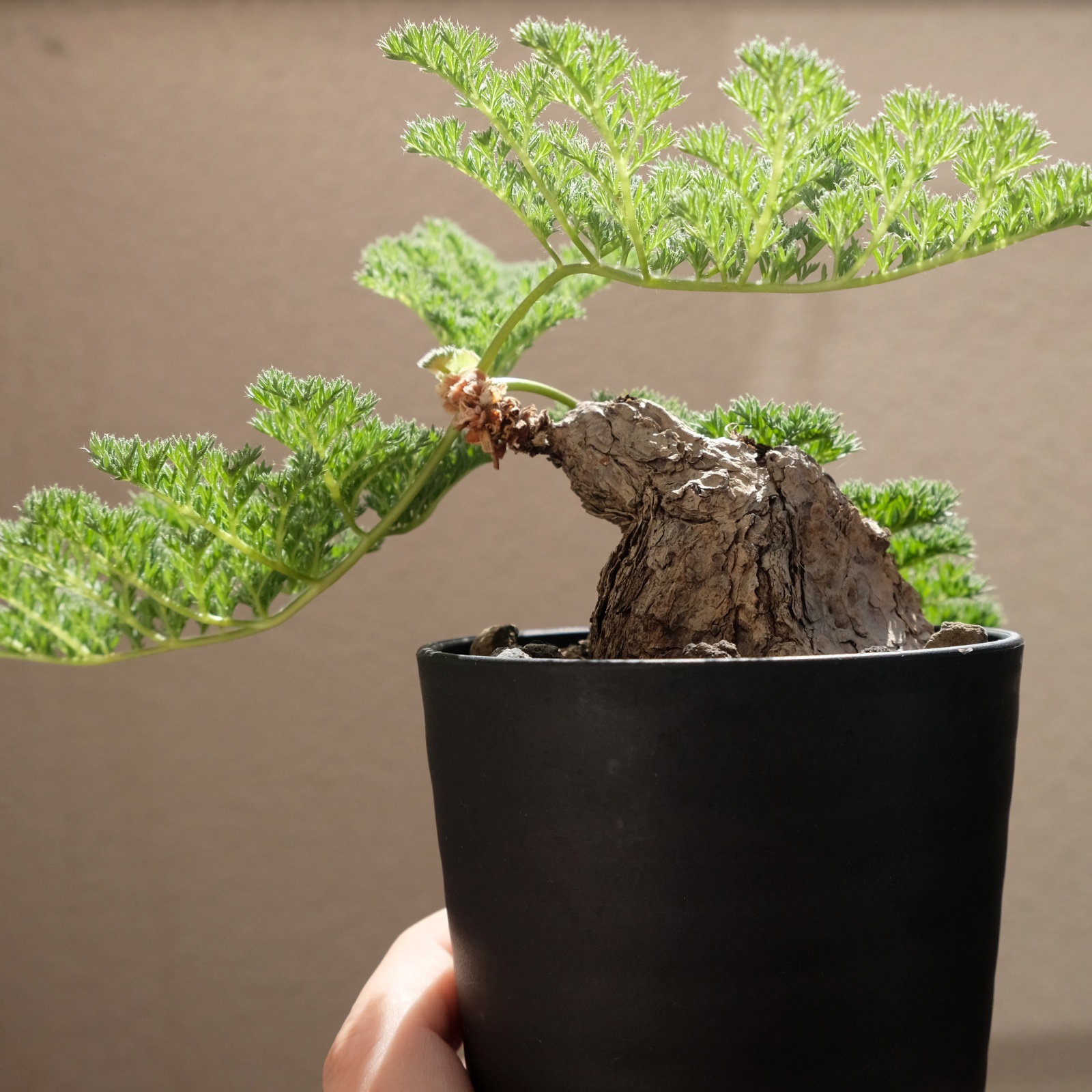 ペラルゴニウム トリステ / ゴツゴツした塊根から伸びる繊細な葉っぱに