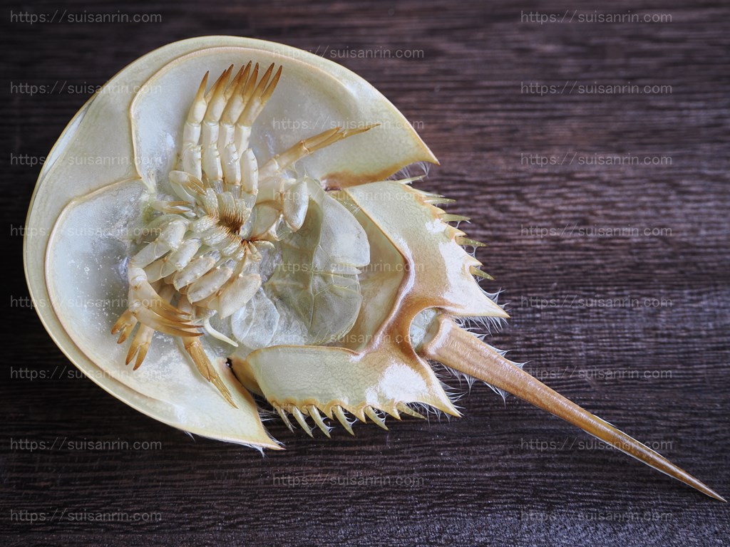 カブトガニの脱皮（4回目） – 水槽抱えて三輪車