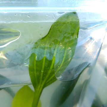 8/2 新着情報 水草: 水槽屋.com/ウイステリアのスタッフブログ