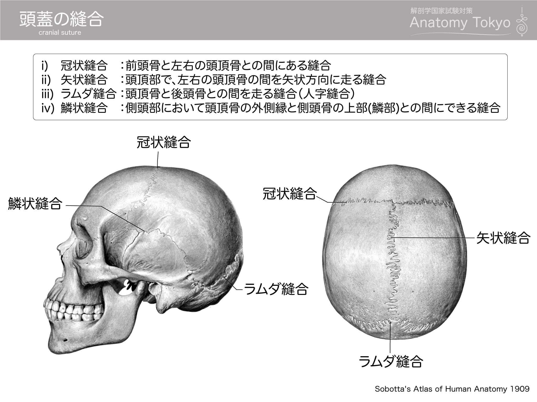 頭蓋骨の歪みの原因と対処法・頭蓋骨矯正の効果 | 松戸の内臓整体なら