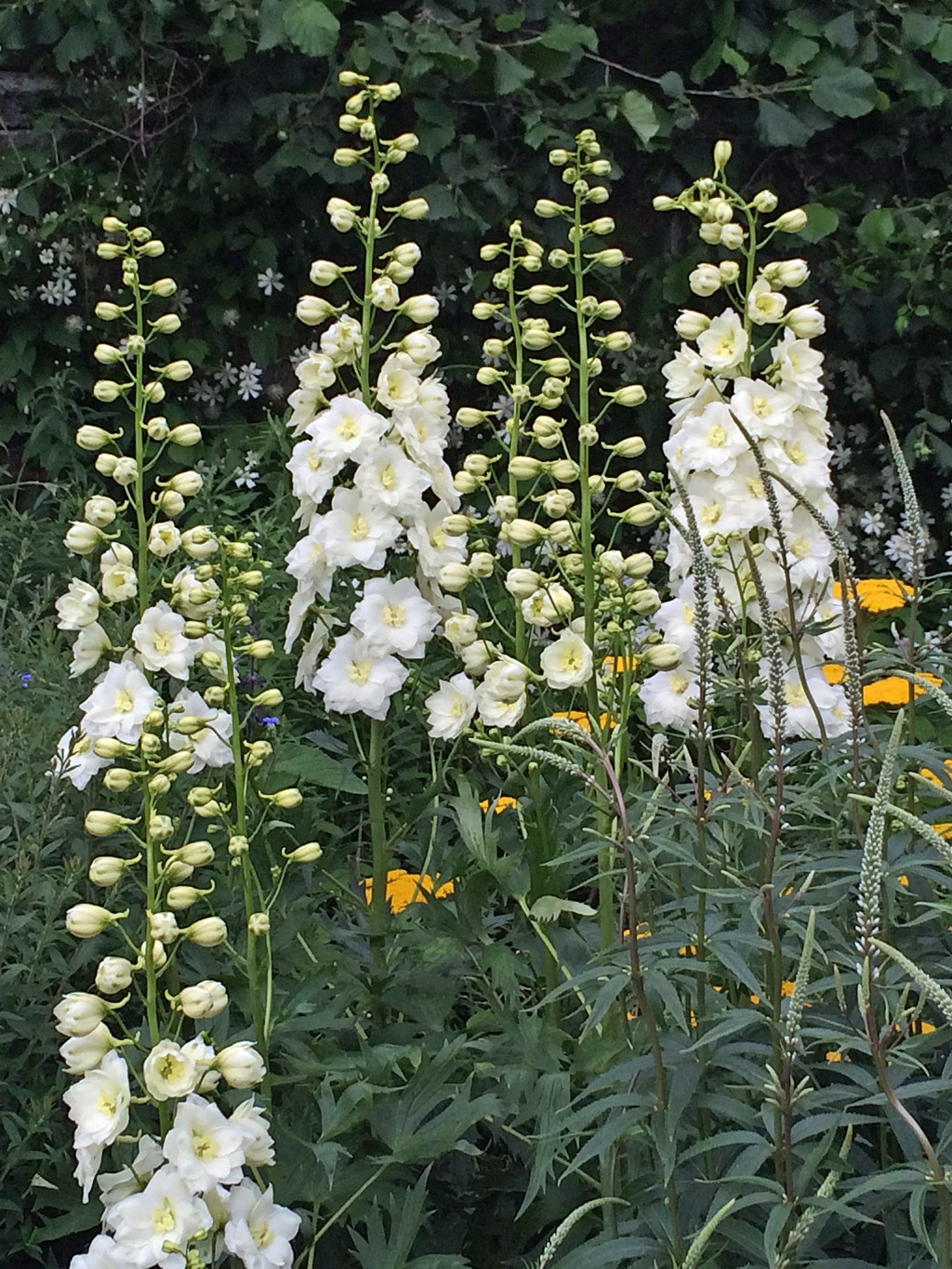 White Cottage Garden Plants for a Moon Garden – Susan Rushton