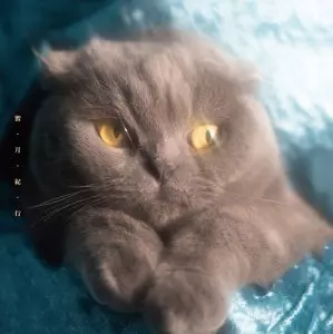 蜜・月・紀・行(LP)/NEKOSEN/猫戦｜日本のロック｜ディスクユニオン