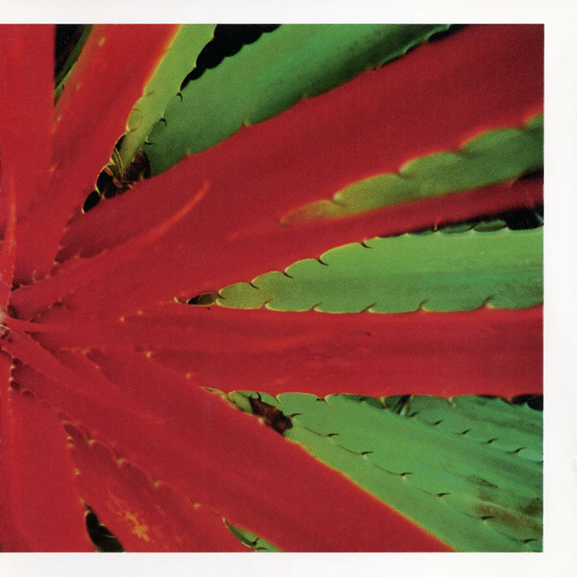 THIS AFTERNOONS MALADY (2LP)/JEJUNE/98年にBig Wheel Recreationから