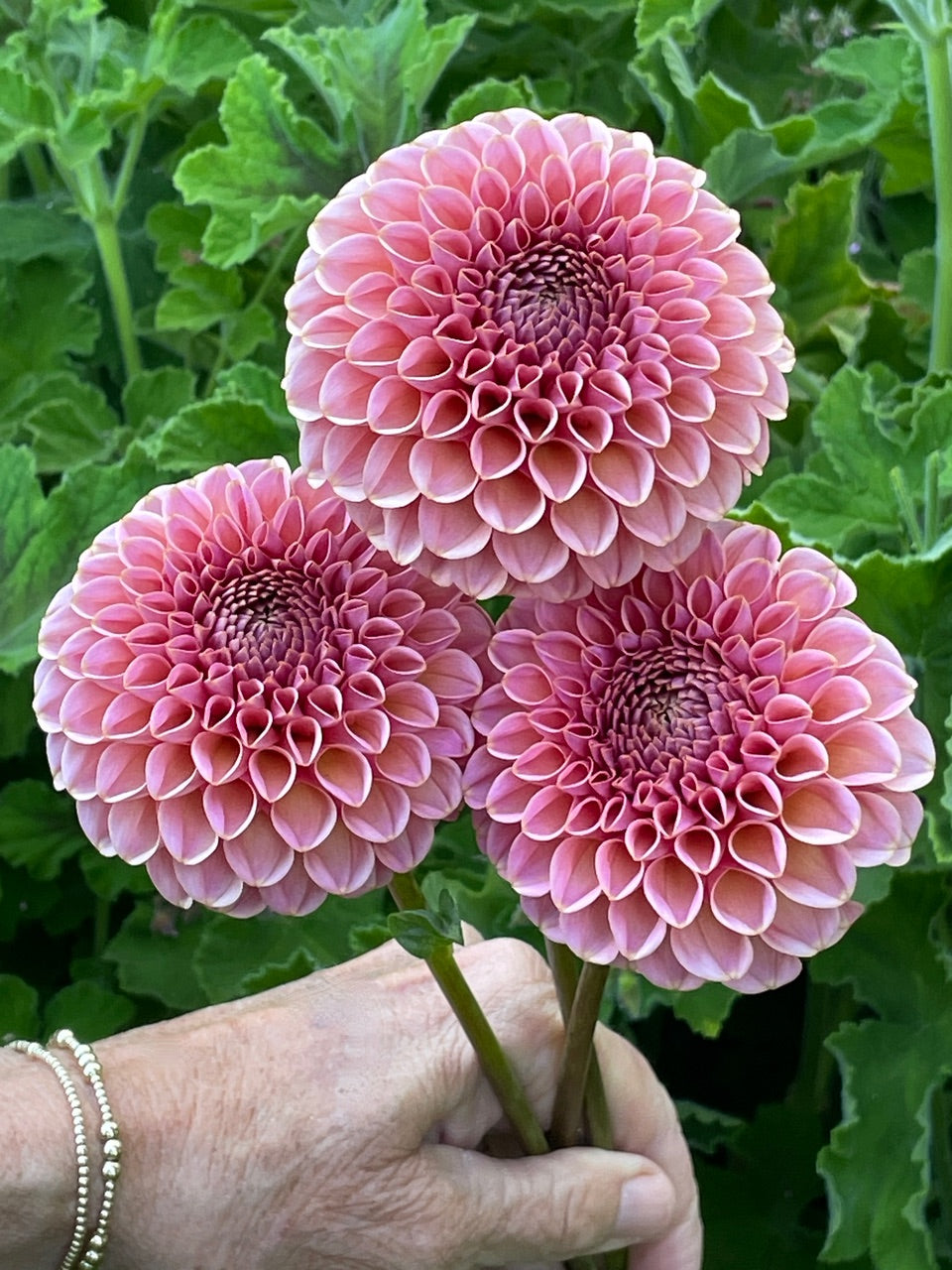 KA's® Boho Rose – Stonehouse Dahlias