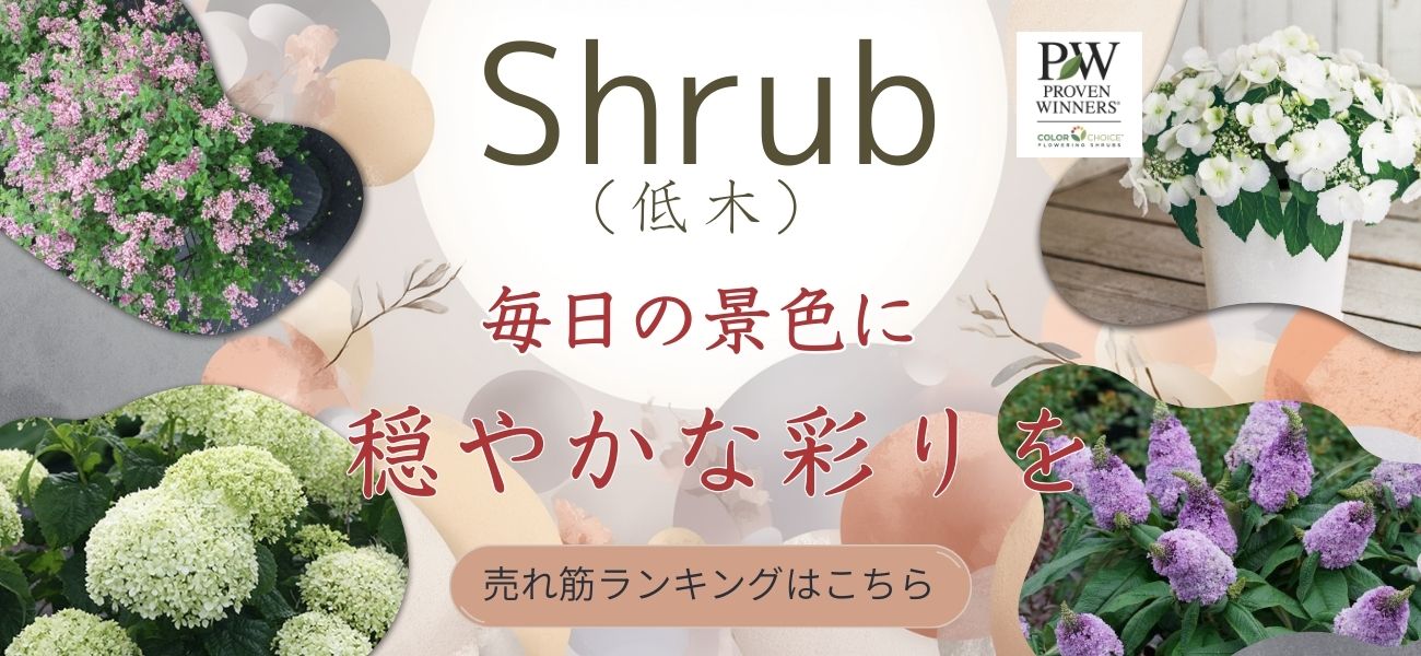 お問い合わせ苗 確認用 PW公式オンラインストア / TOPページ