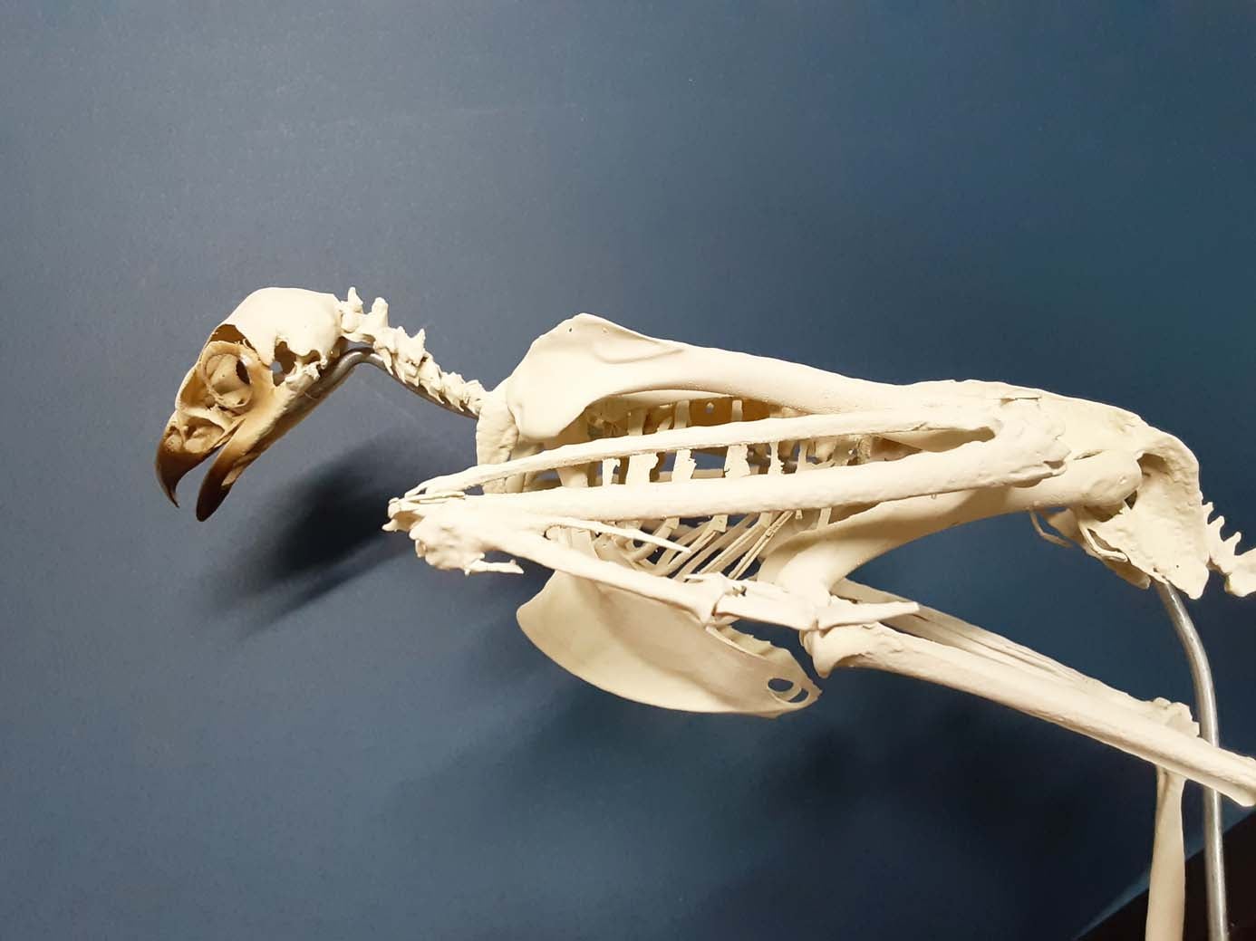 新作へ向けて クマタカ骨格（模型）確認 | 野生動物画家マンセルHKMの