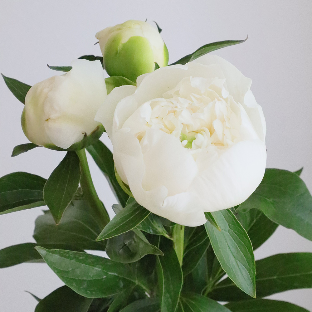 直前!】芍薬 ユニバースター、白妙など(白)【OT】※開花説明をお読み