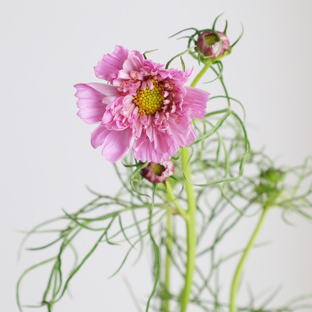 生花】コスモス ダブルクリックローズ(ピンク八重)青木さん、海保さん